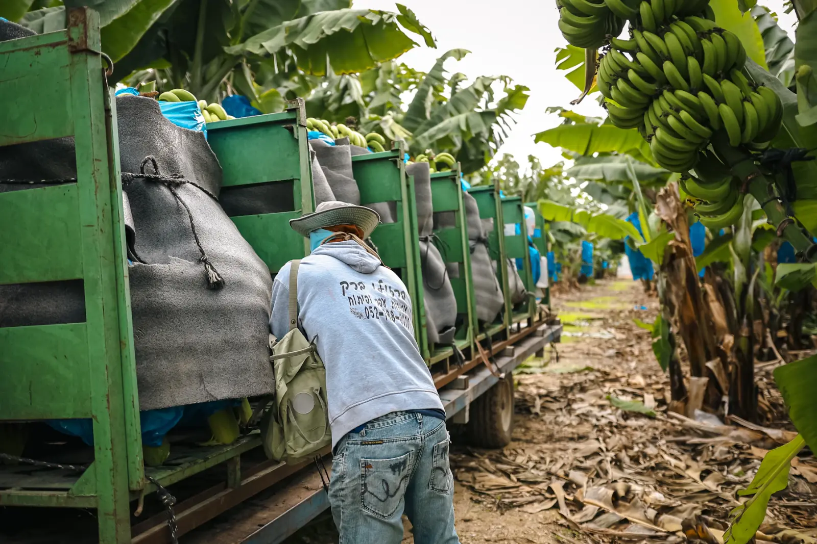 Workers loading harvested bananas onto a truck at an Angolan farm